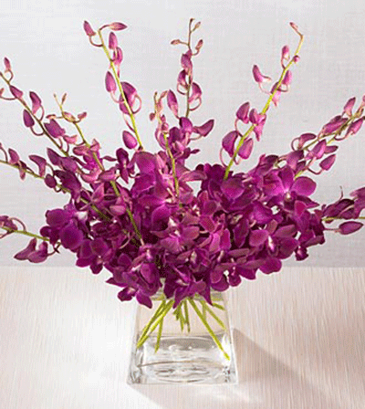 20 Orchids in Vase