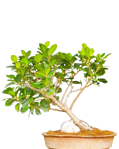 Ficus Longisland