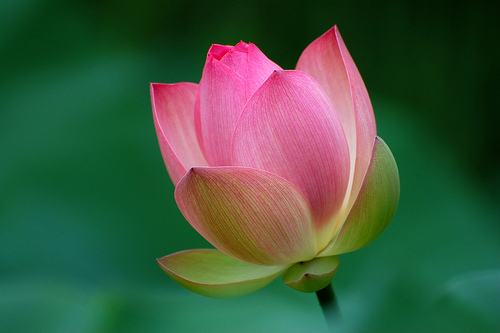 Lotus for Diwali