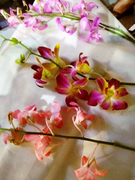 Loose Orchids 3 Shades Qty 10